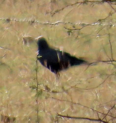 Cuban Palm Crow (Corvus minutus), photo 3