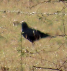 Corvus palmarum