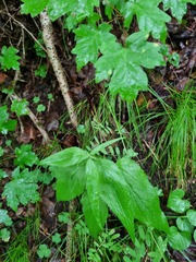 Campanula latifolia