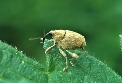 Parethelcus pollinarius