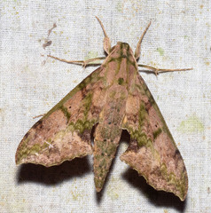 Xylophanes zurcheri