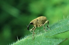 Parethelcus pollinarius