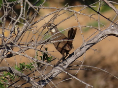 Pteroptochos megapodius