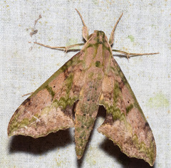 Xylophanes zurcheri