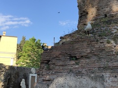 Columba livia domestica