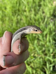 Plestiodon skiltonianus skiltonianus