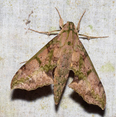 Xylophanes zurcheri