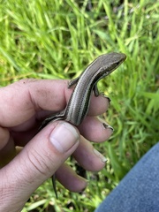 Plestiodon skiltonianus skiltonianus