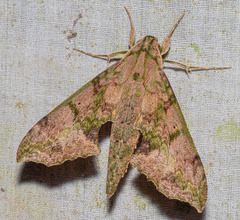 Xylophanes zurcheri
