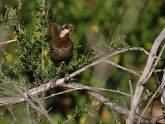 Pteroptochos megapodius