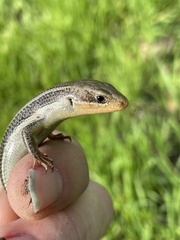 Plestiodon skiltonianus skiltonianus