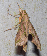 Xylophanes zurcheri