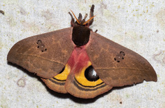 Automeris belti