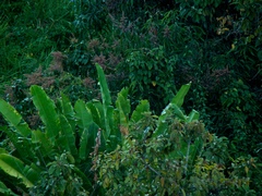 Amazona ochrocephala