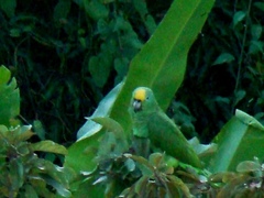 Amazona ochrocephala