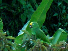 Amazona ochrocephala
