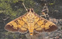 Ategumia