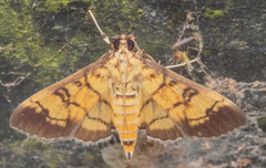 Ategumia