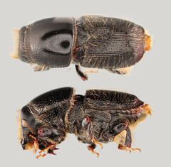 Scolytus muticus