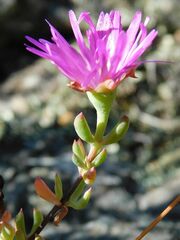 Lampranthus falcatus