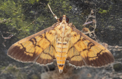 Ategumia