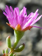 Lampranthus falcatus