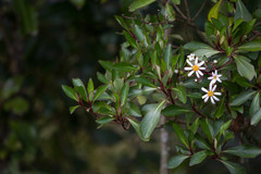 Brachyglottis kirkii