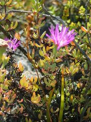 Lampranthus falcatus