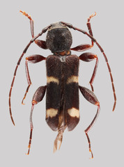 Phymatodes varius