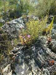 Lampranthus falcatus