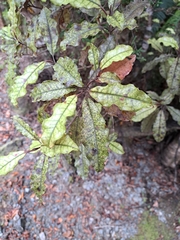 Quintinia serrata