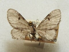 Eupithecia indistincta