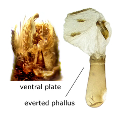 Eupithecia indistincta