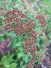 Filipendula × purpurea