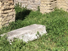 Podarcis siculus