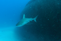 Carcharhinus perezii