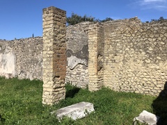 Podarcis siculus