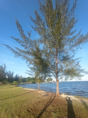 Casuarina equisetifolia
