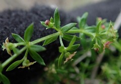 Galium nuttallii