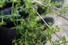 Galium nuttallii