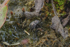 Pachnephorus pilosus