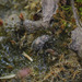 Pachnephorus pilosus - Photo (c) Азат Кадиров, algunos derechos reservados (CC BY), subido por Азат Кадиров