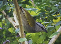 Arremonops conirostris