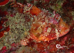 Scorpaena notata
