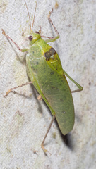 Phylloptera