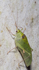 Phylloptera