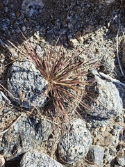 Bouteloua aristidoides
