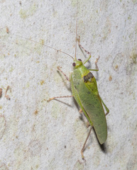 Phylloptera