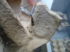 Nephopterix angustella