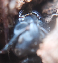 Ophiocordyceps unilateralis